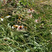 Showtuin Aartselaar Panicum Echinacea Showtuin rreac04 Publiek Aartselaar Panicum Echinacea